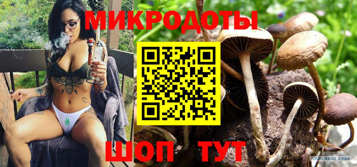 Галлюциногенные грибы Psilocybe Белореченск